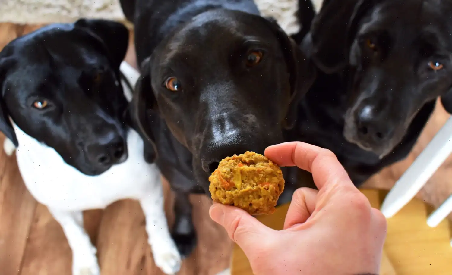 Homemade Dog Treats (Tango's Treats) Recipe